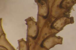 صورة Abietinaria variabilis (Clark 1877)