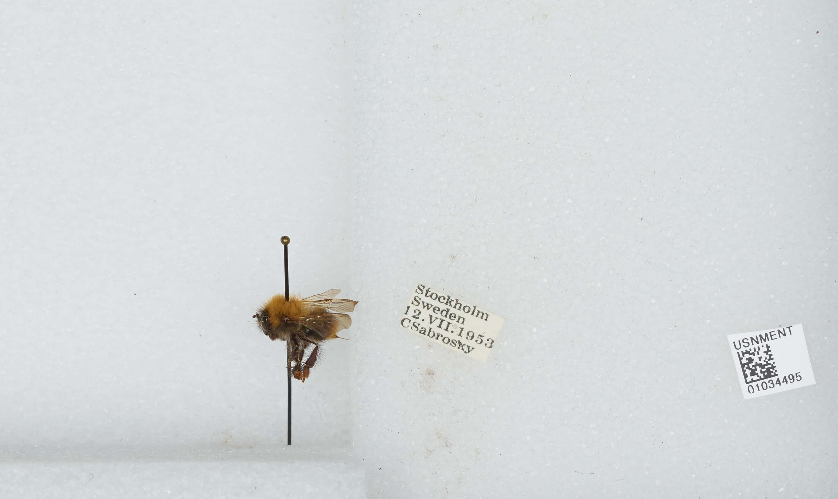 Image of Common carder bumblebee