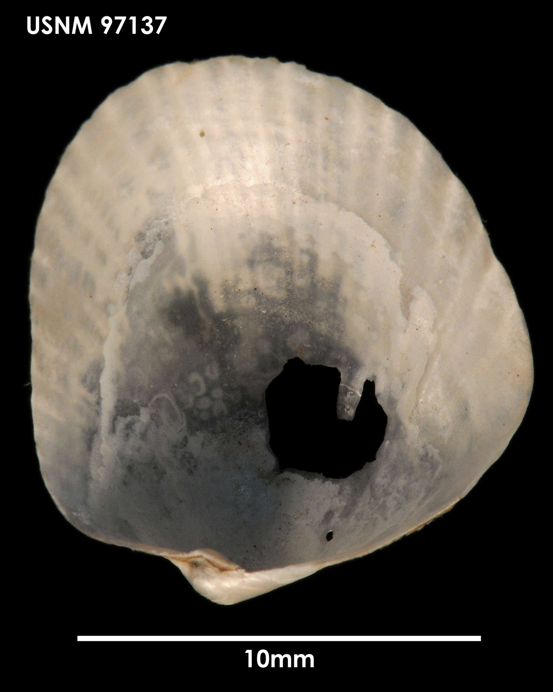Image of Policordia radiata (Dall 1889)