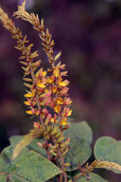 Image of Rhynchosia longeracemosa M. Martens & Galeotti