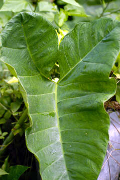 Image of arrowleaf elephant's ear