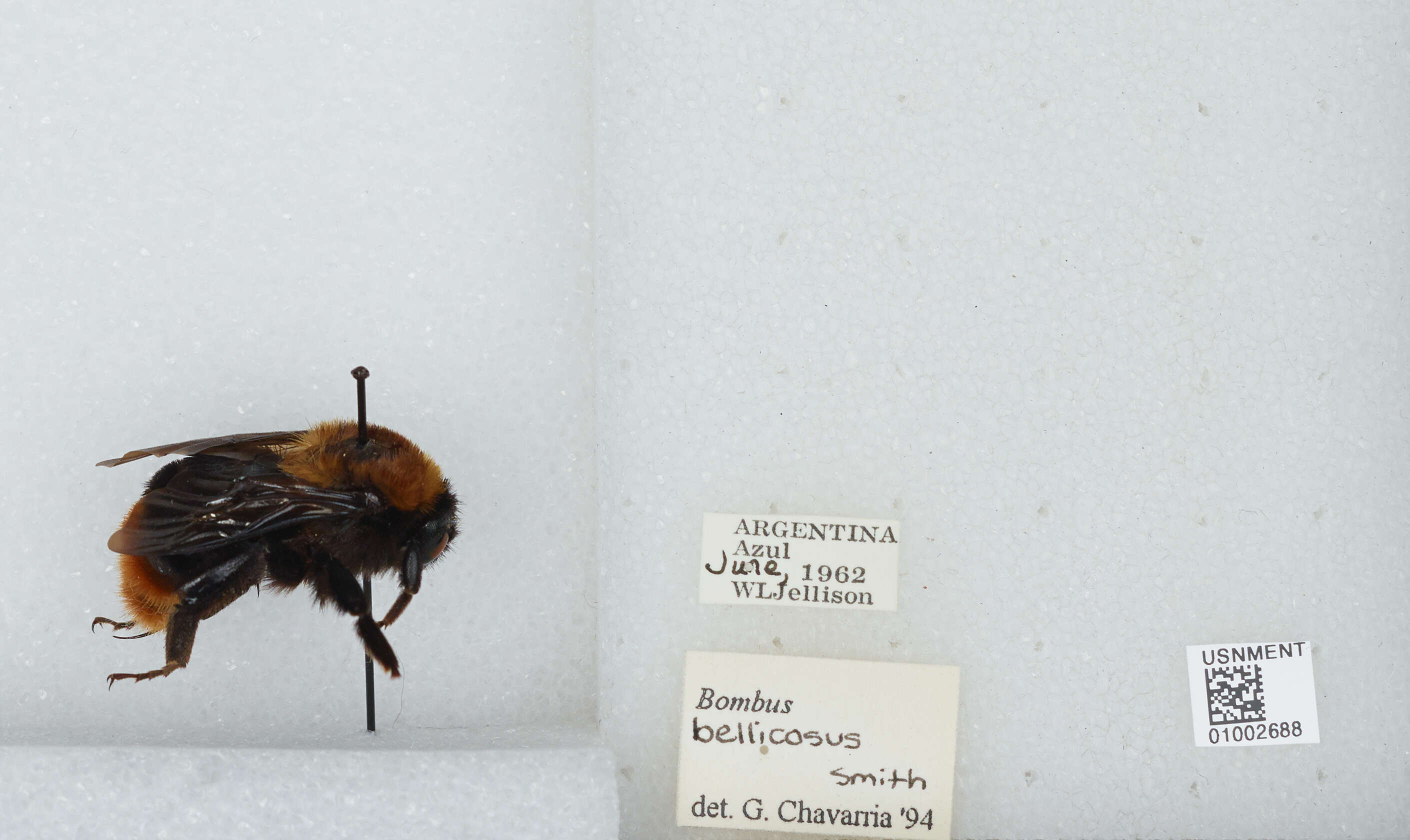 Imagem de Bombus bellicosus Smith 1879