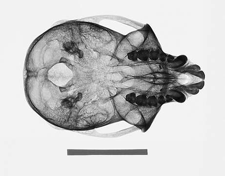 Plancia ëd Chlorocebus pygerythrus hilgerti (Neumann 1902)