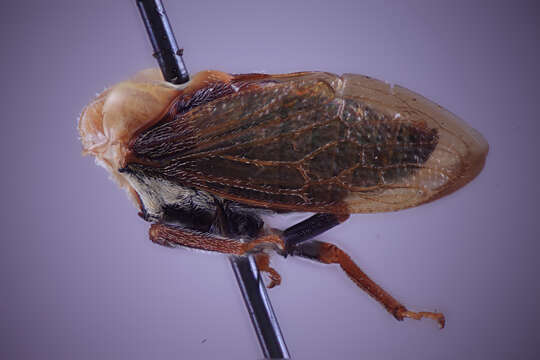 Image of Tricentrus acuticornis Funkhouser