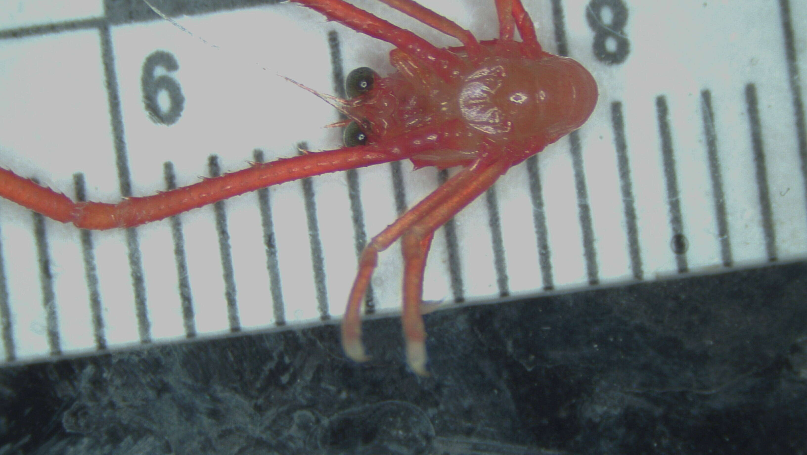 Image of painted yeti squat lobster