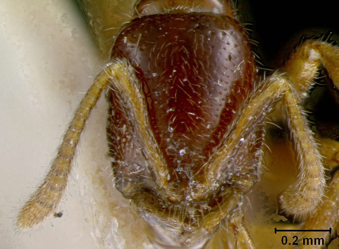 Onychomyrmex doddi Wheeler 1916的圖片