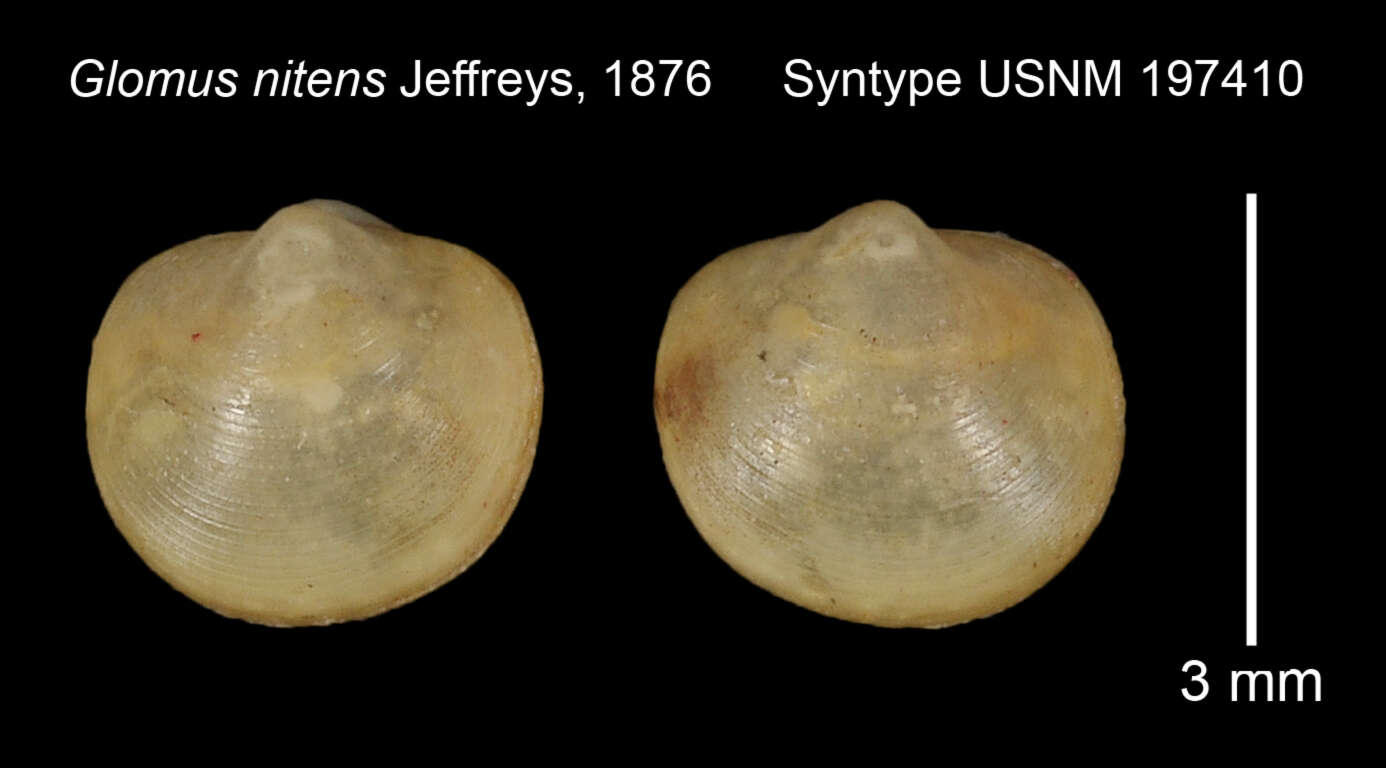 Image of Pristigloma nitens (Jeffreys 1876)