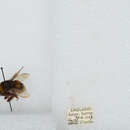 Image of Bombus terrestris audax (Harris 1776)