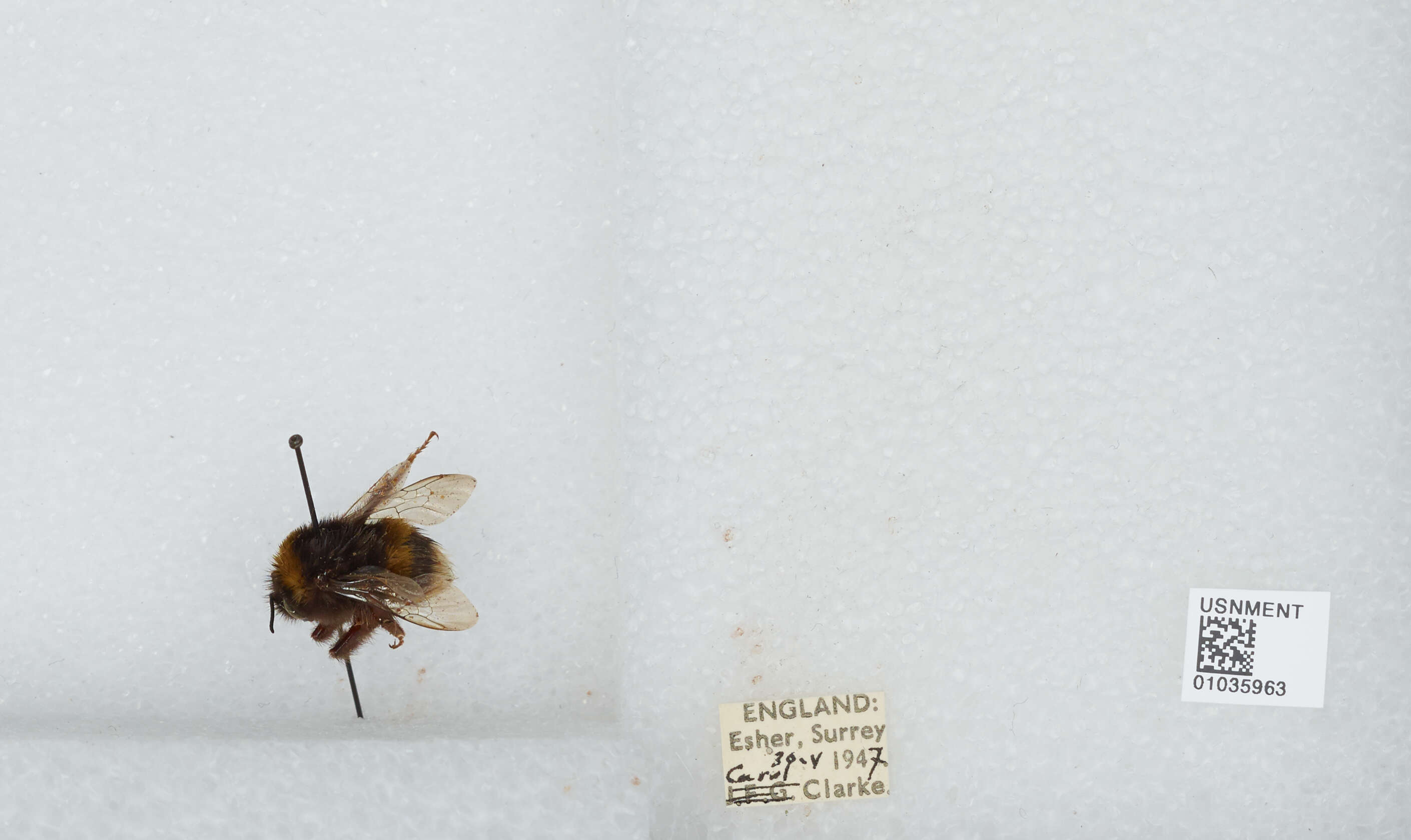 Image of Bombus terrestris audax (Harris 1776)