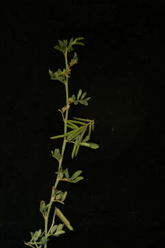 Indigofera miniata Ortega的圖片