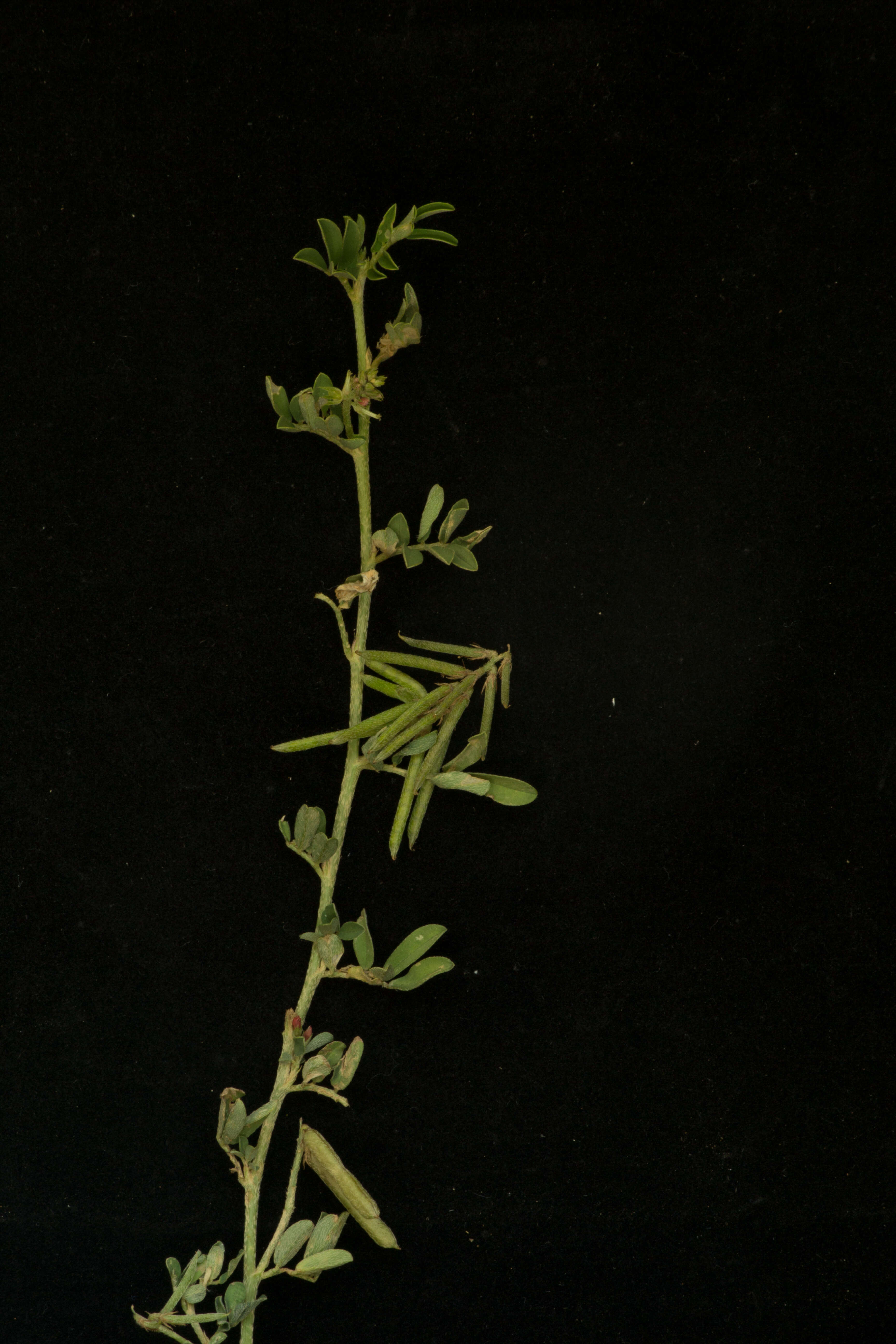 Слика од Indigofera miniata Ortega