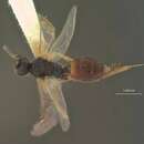 Image of Hedylus crassicornis Ashmead 1899