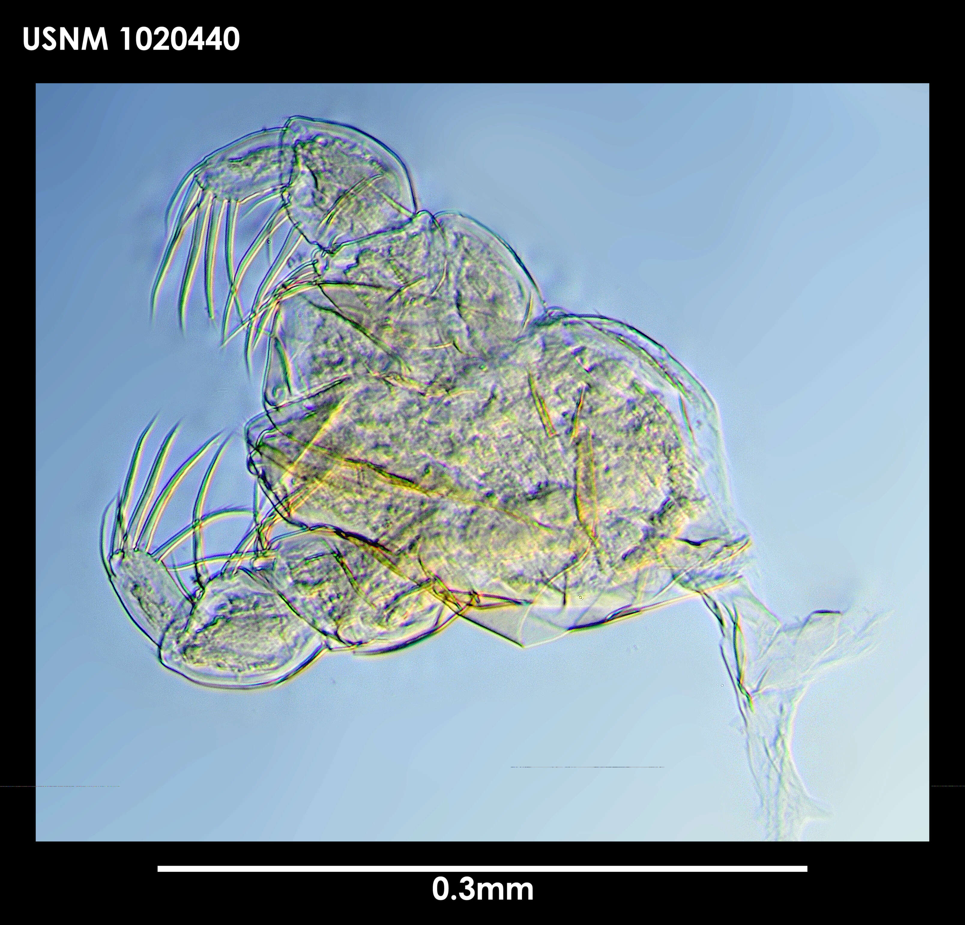 Image of Tanaella eltaninae Guerrero-Kommritz & Blazewicz-Paszkowycz 2004