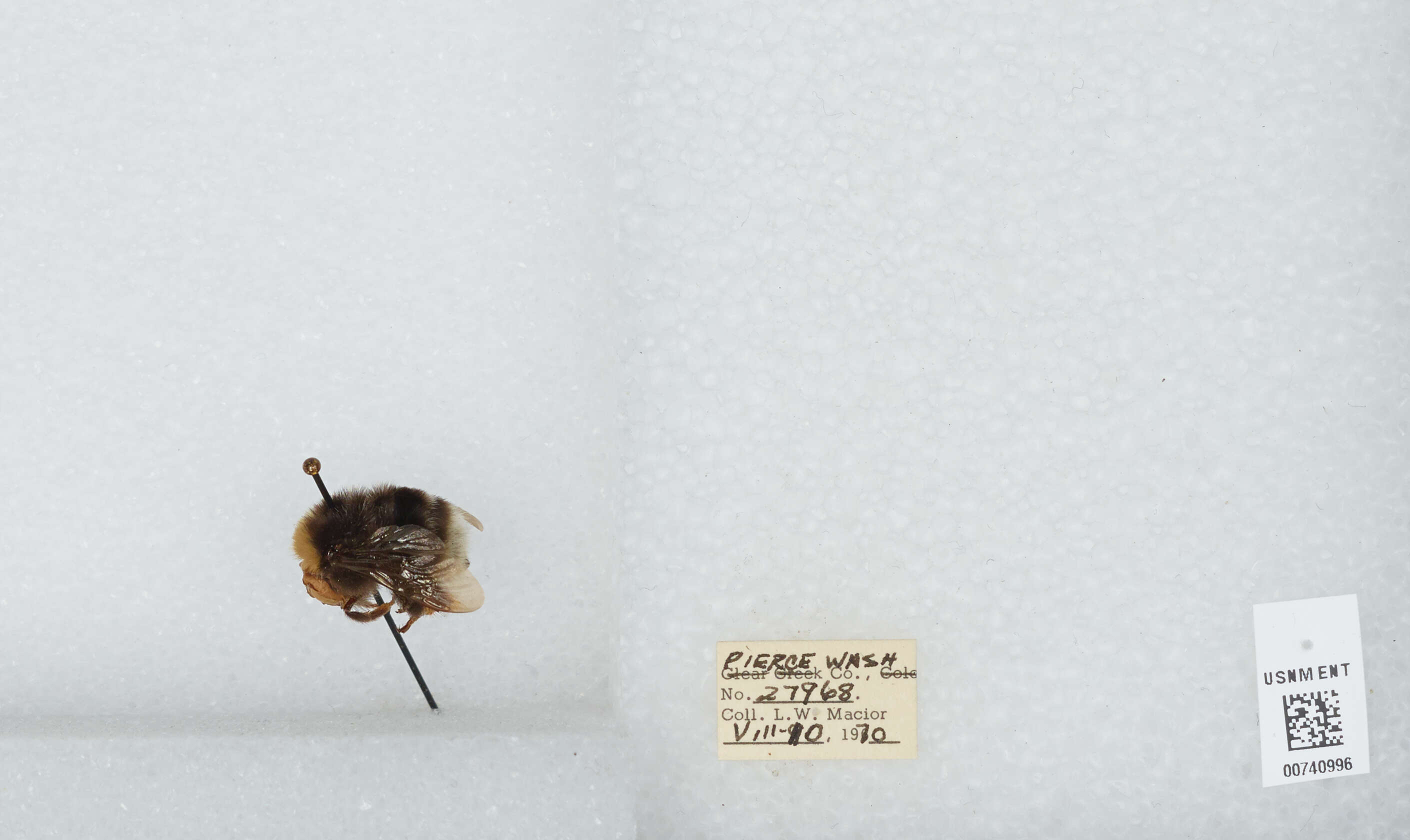 Слика од Bombus occidentalis Greene 1858