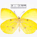 Image of Eurema reticulata (Butler 1871)