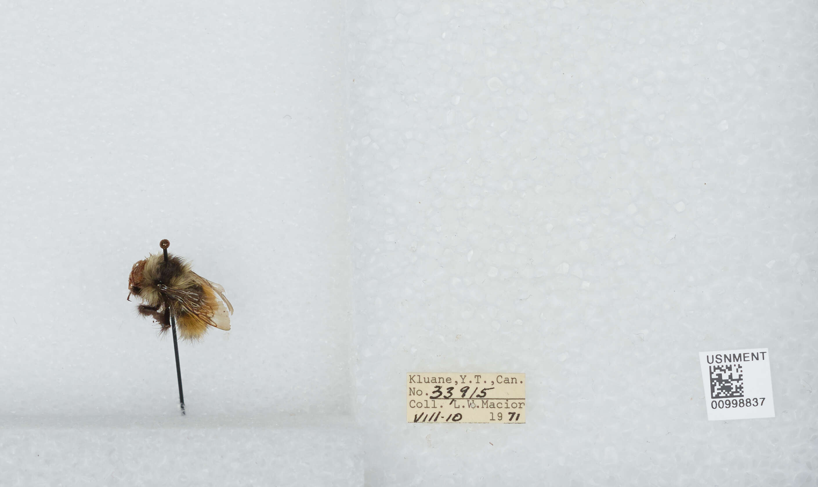 Image of Black Tail Bumble Bee