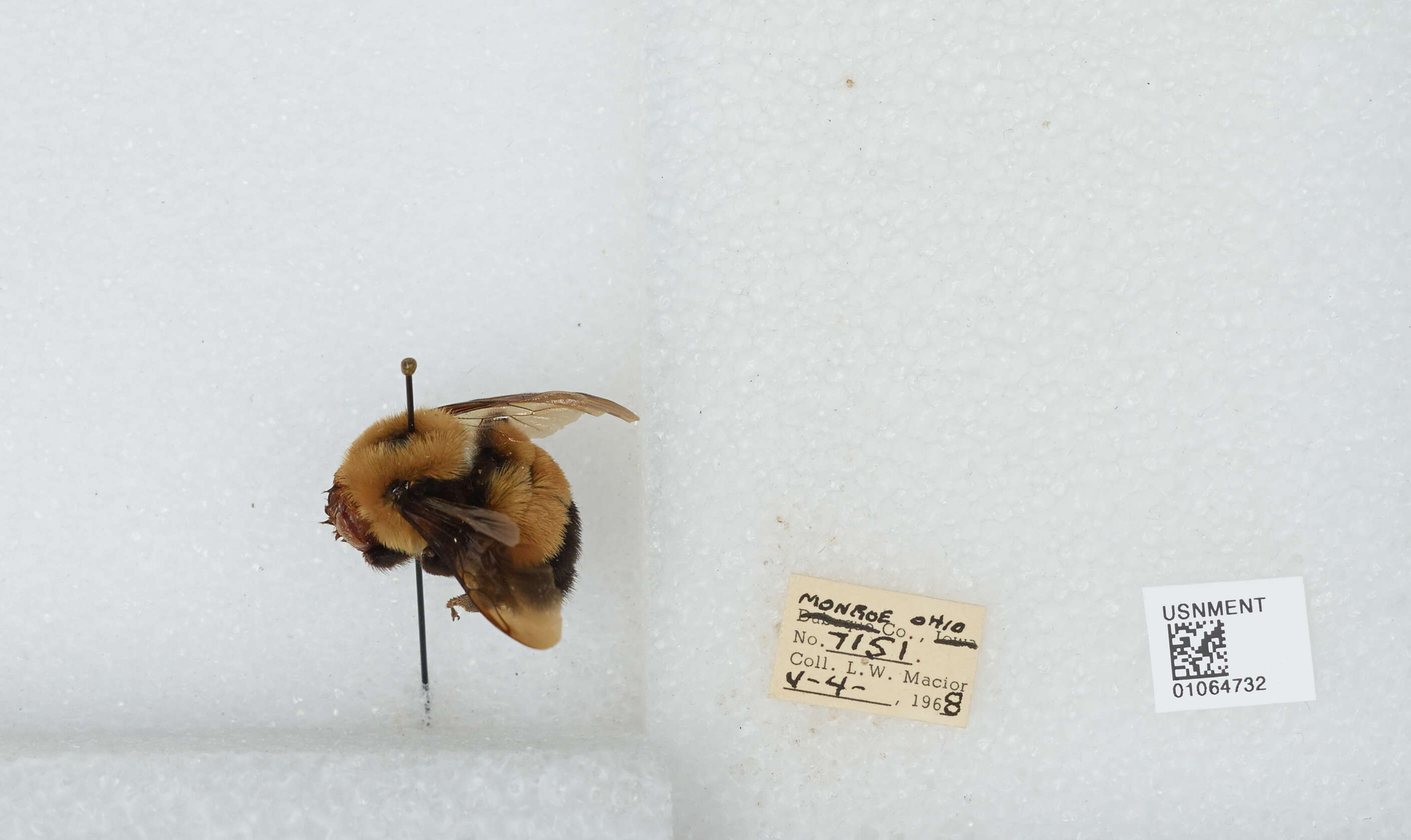 Слика од Bombus affinis Cresson 1864