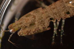 Image of Stomatopoda