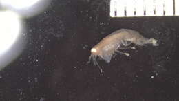 Image of Amphipoda