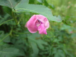 Image of pink fuzzybean