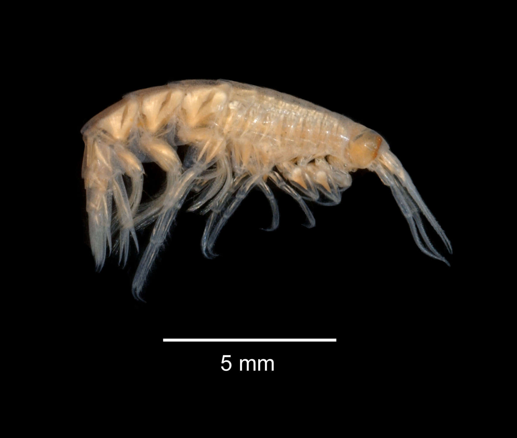 Image of Cyphocarididae