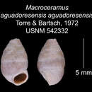 Image of <i>Macroceramus <i>aguadoresensis</i></i> aguadoresensis