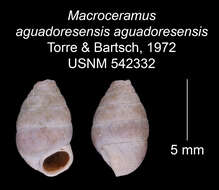 Imagem de <i>Macroceramus <i>aguadoresensis</i></i> aguadoresensis