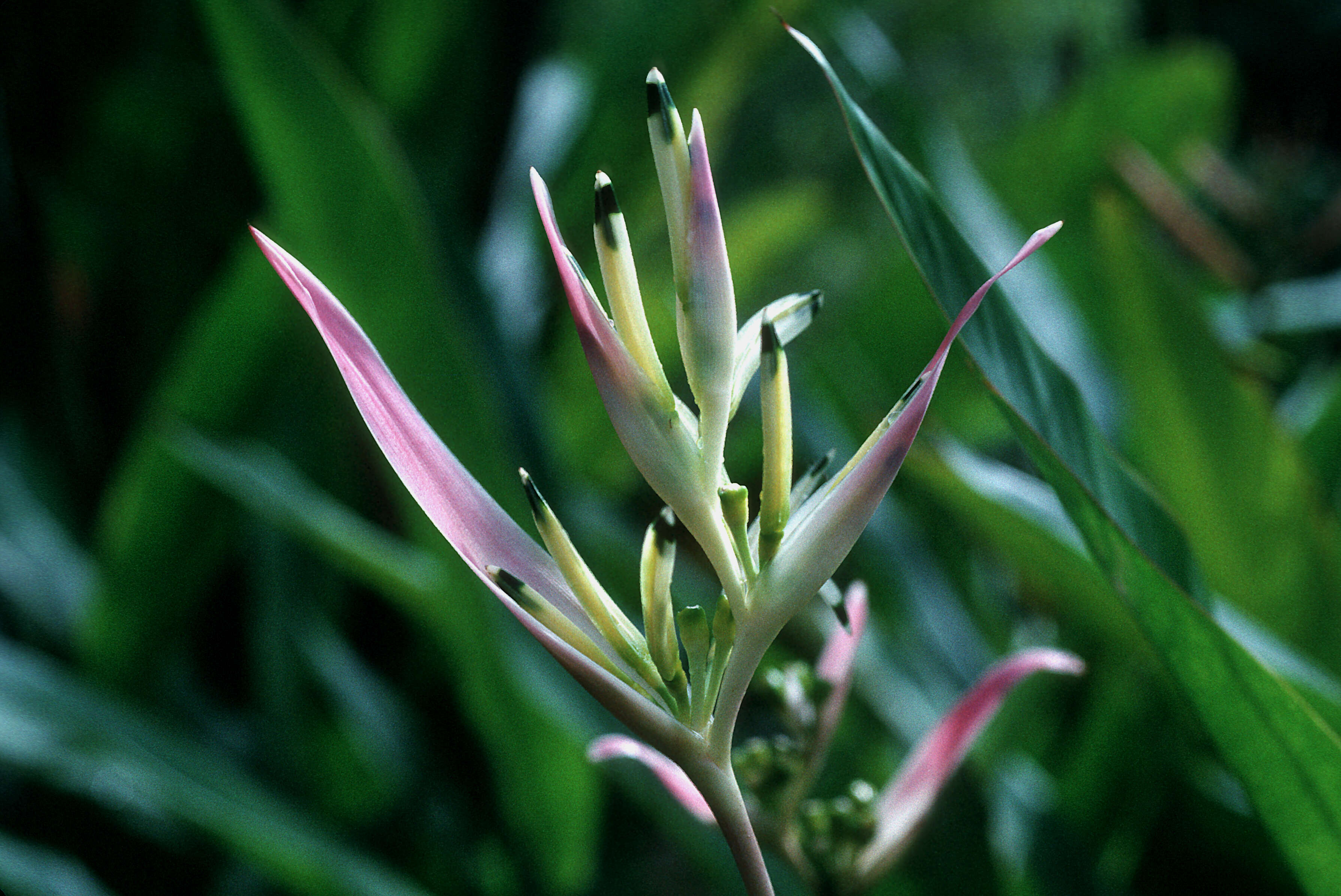 Image of parakeetflower