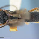 صورة Ascogaster maculaticeps Baker 1926