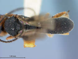 صورة Ascogaster maculaticeps Baker 1926