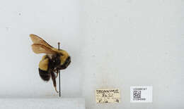 Слика од Bombus affinis Cresson 1864