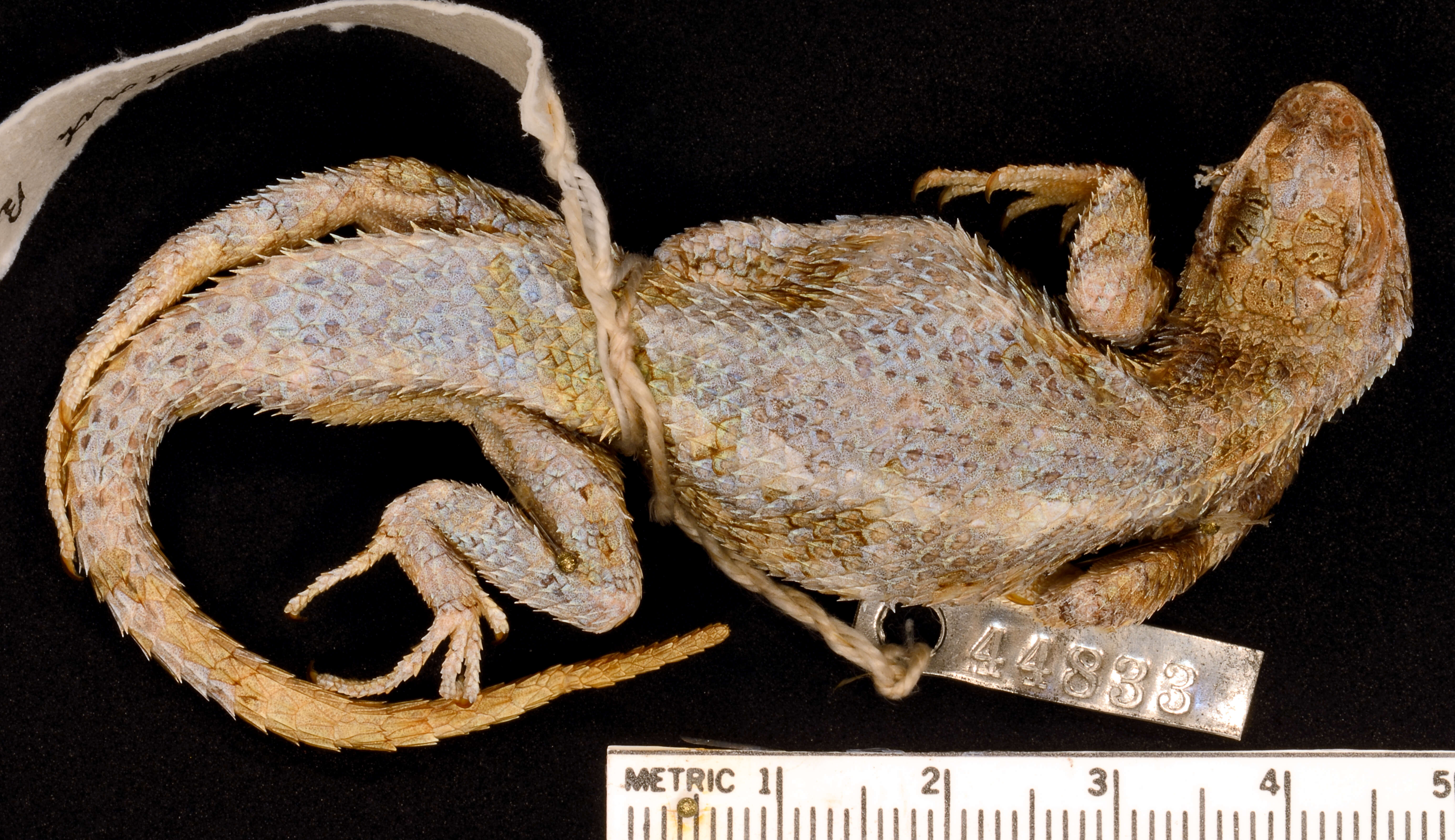 Image of Western Fence Lizard