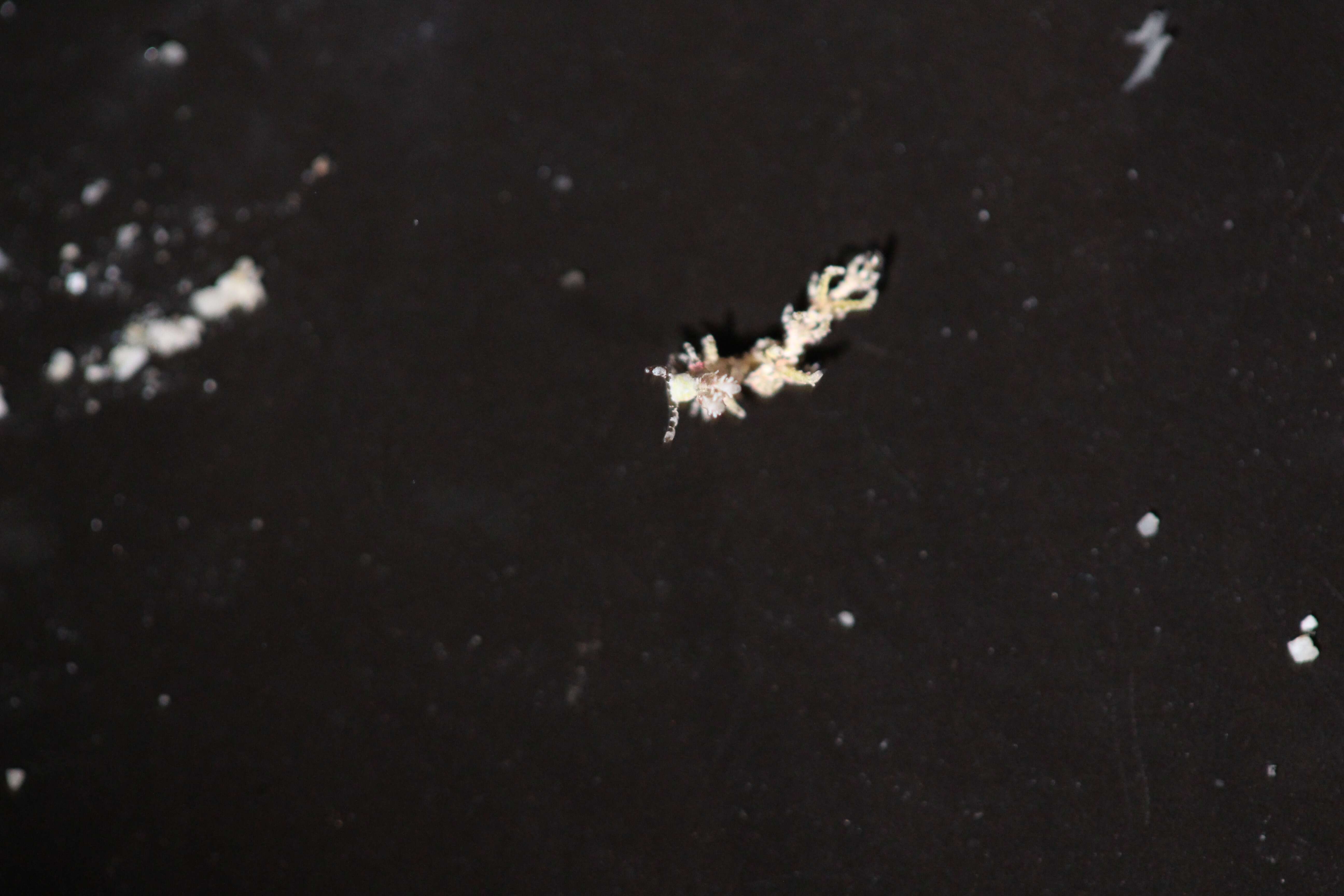 Image of Limenandra confusa Carmona, Pola, Gosliner & Cervera 2014