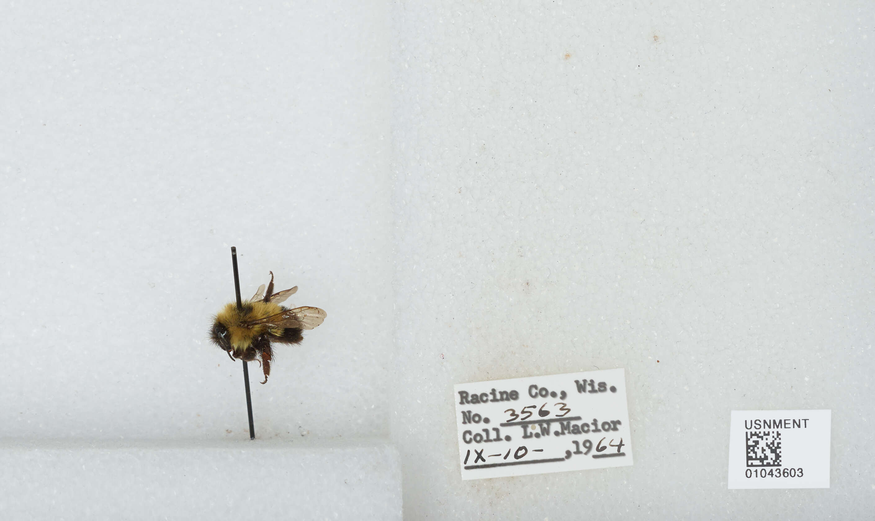 Слика од Bombus affinis Cresson 1864