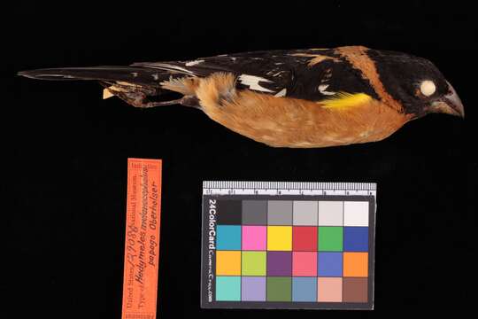 Image of Rocky Mountain Black-headed Grosbeak