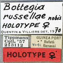 Image of Bottegia russellae Quentin & Villiers 1971