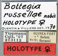 Image of Bottegia russellae Quentin & Villiers 1971