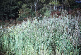 Image of common reed