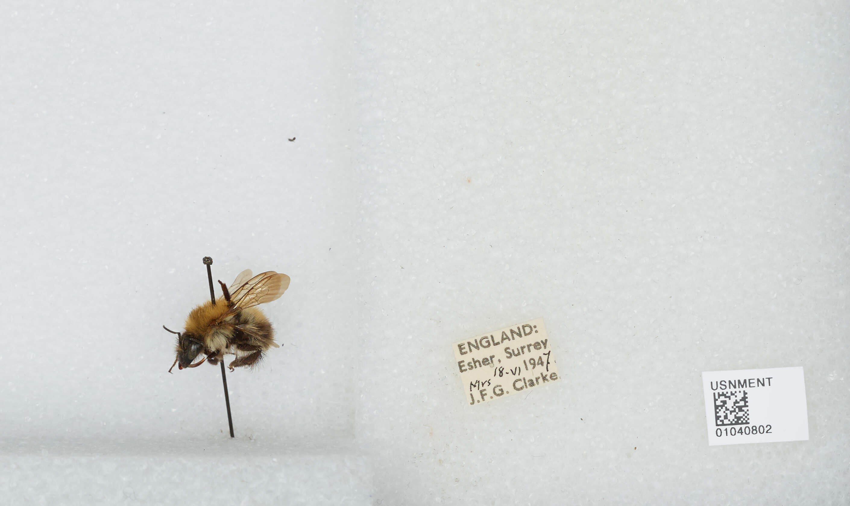 Image of Common carder bumblebee