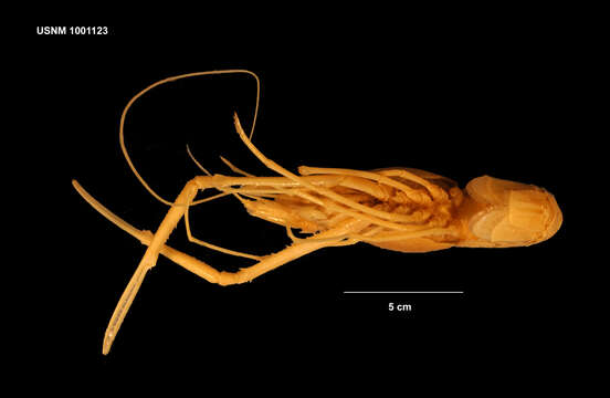 Image of Acanthacaris Spence Bate 1888