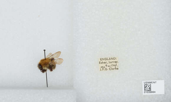 Image of Common carder bumblebee