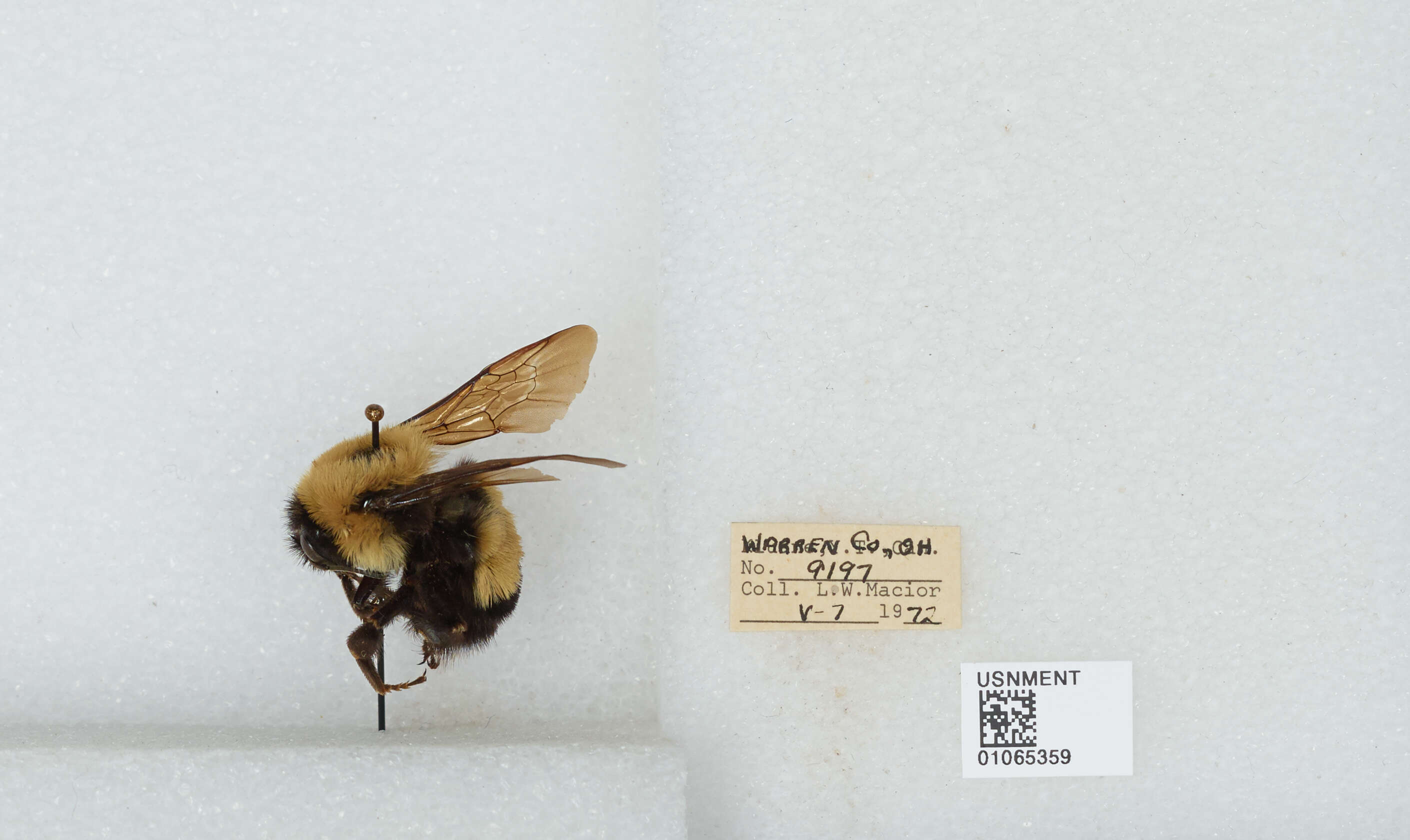 Слика од Bombus affinis Cresson 1864