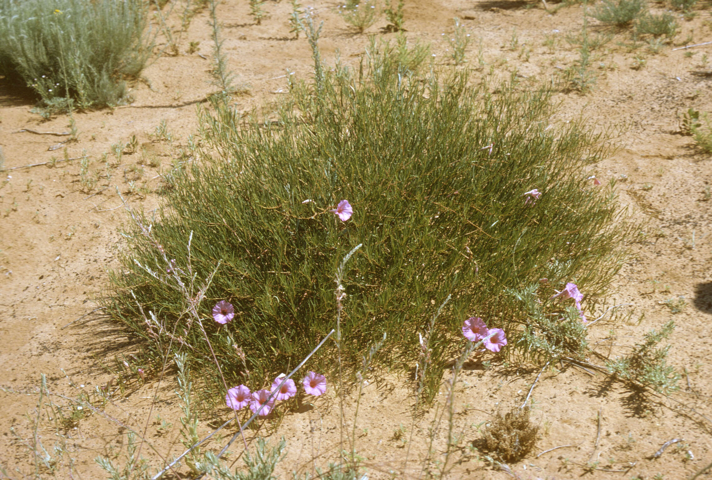 Image of bush morning-glory