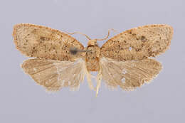 Image of Phaecasiophora inspersa Heinrich 1931