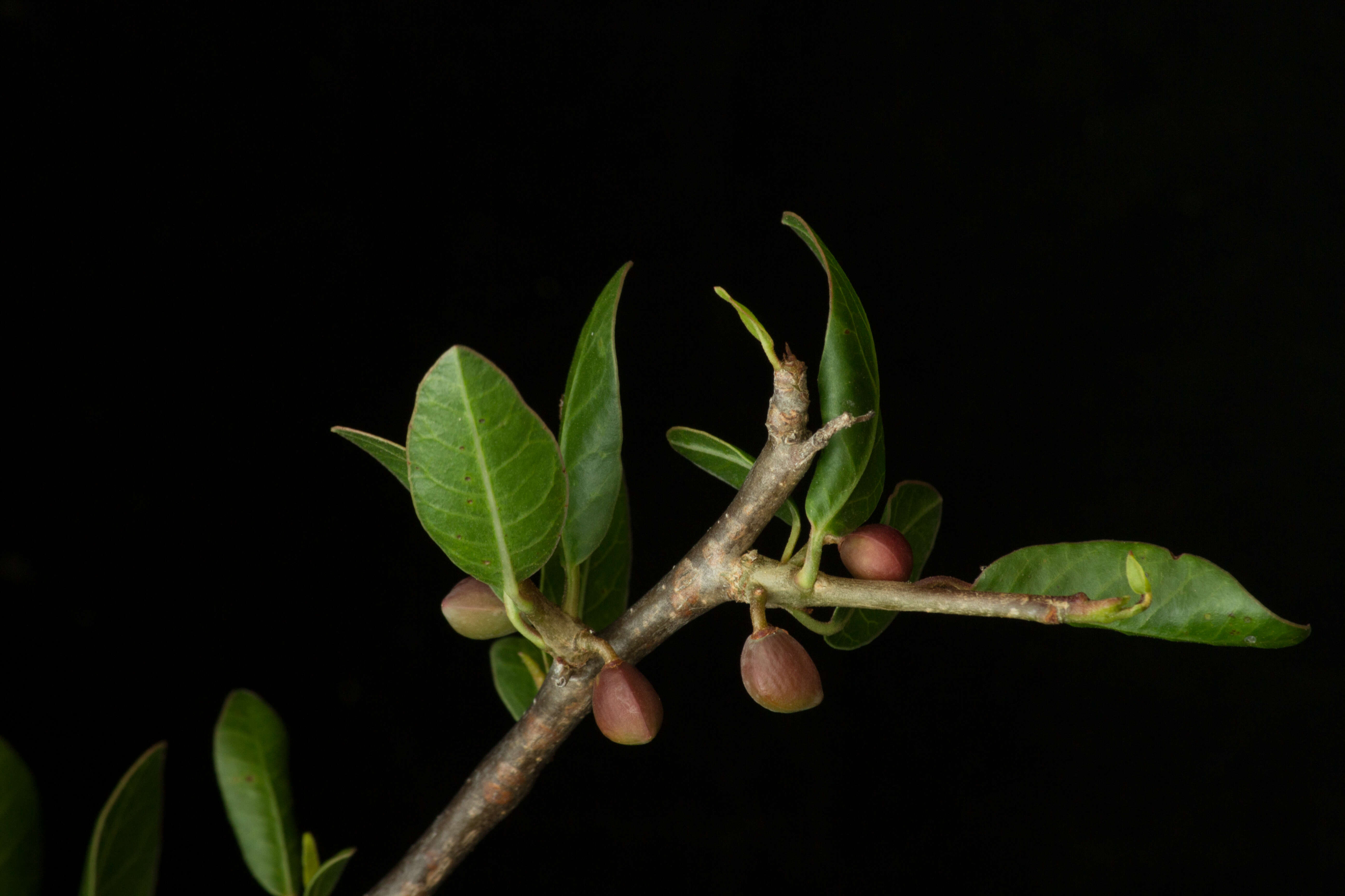 Image de Bursera schlechtendalii Engl.