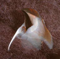 صورة Pholidoteuthis massyae (Pfeffer 1912)