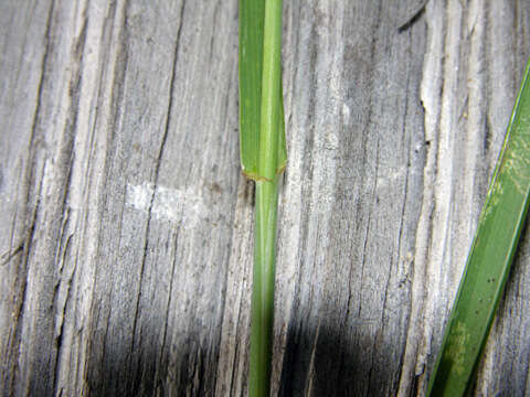 Image of intermediate wheatgrass