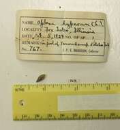 Aplexa hypnorum (Linnaeus 1758) resmi