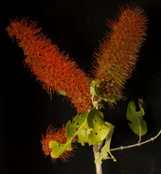 Imagem de Combretum farinosum Kunth