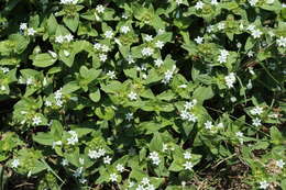 Image of tropical Mexican clover